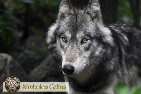 el lobo gris 450x300 - El lobo gris