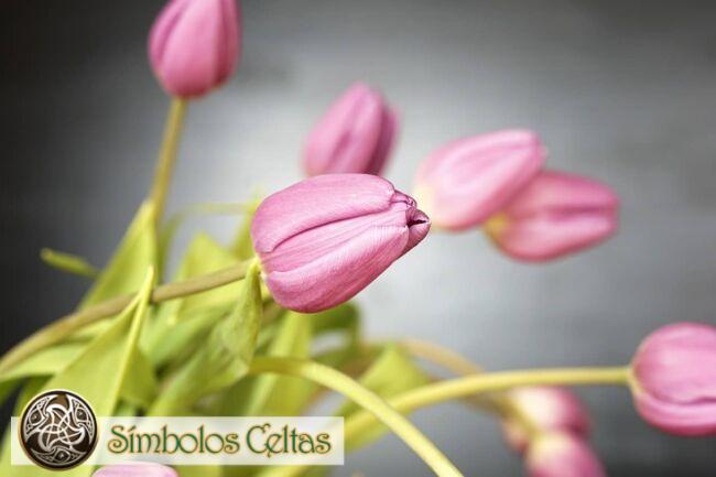 Simbolismo de la Flor de tulipán